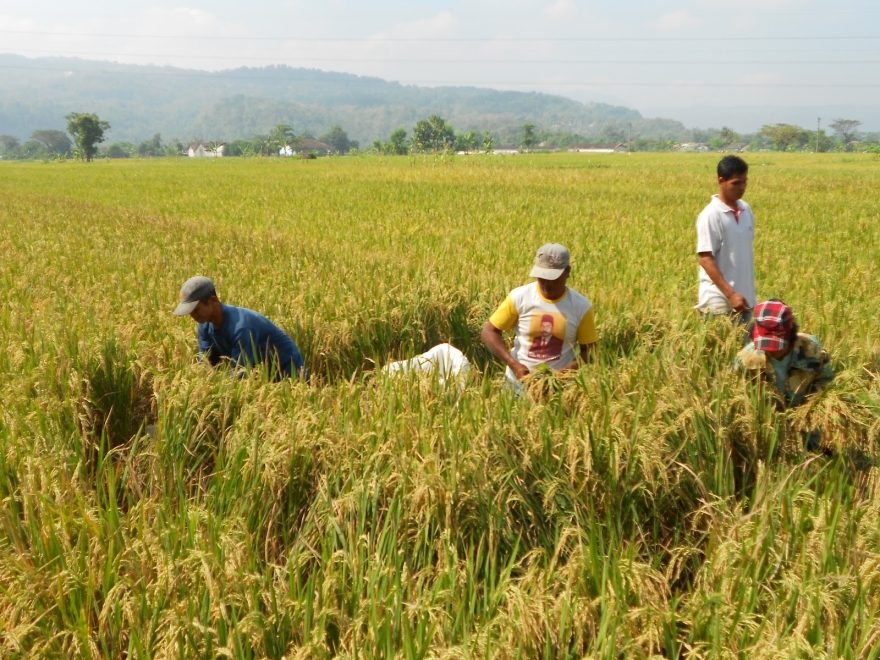 Panen Raya Padi di Desa Dawung: Bukti Nyata Ketangguhan Petani Lokal Menghadapi Tantangan Zaman