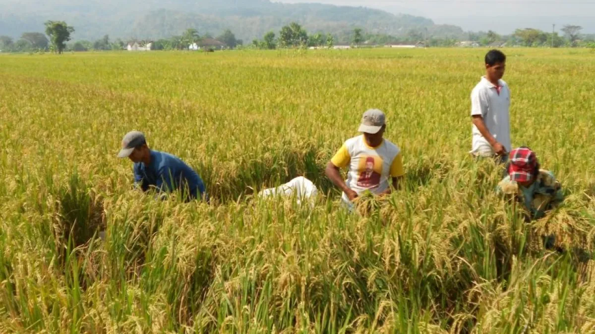 Panen Raya Padi di Desa Dawung: Bukti Nyata Ketangguhan Petani Lokal Menghadapi Tantangan Zaman
