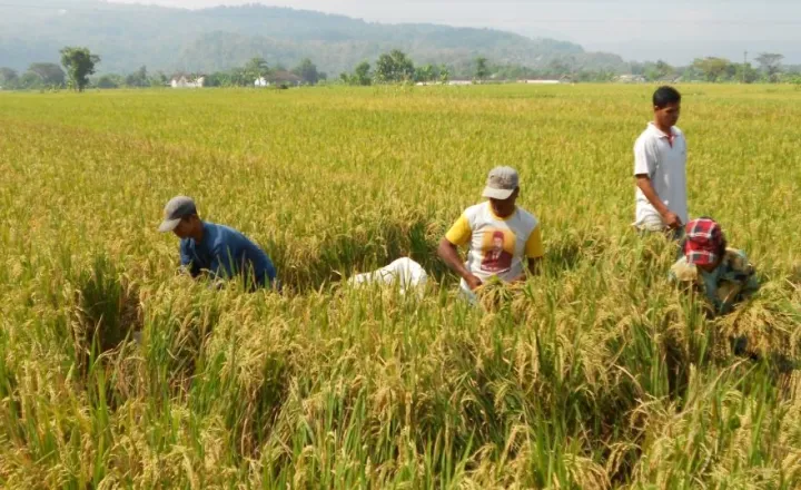 Panen Raya Padi di Desa Dawung: Bukti Nyata Ketangguhan Petani Lokal Menghadapi Tantangan Zaman