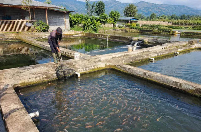 Budidaya Ikan Nila dan ikan lele