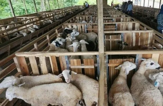 pertenakan kambing