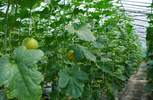 budidaya melon hidroponik